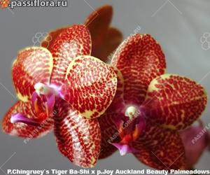 Phalaenopsis Chingruey's Tiger-Joy Auckland Beauty