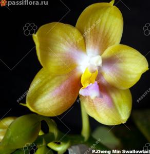 Phalaenopsis Zheng Min Swallowtail