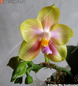 Phalaenopsis Zheng Min Swallowtail