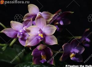 Phalaenopsis Yaphon The Hulk