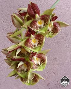 Catasetum John C. Burchett