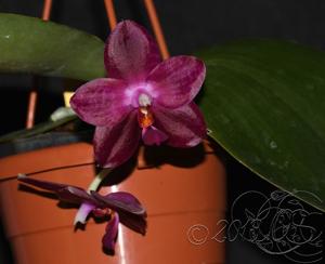 Phalaenopsis Zheng Min Jacaranda