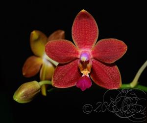 Phalaenopsis I-Hsin Salmon