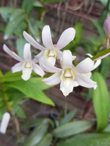 Dendrobium Jaquelyn Thomas