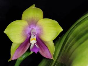 Phalaenopsis Mituo Prince