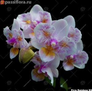 Phalaenopsis Liu's Rainbow