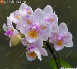 Phalaenopsis Liu's Rainbow