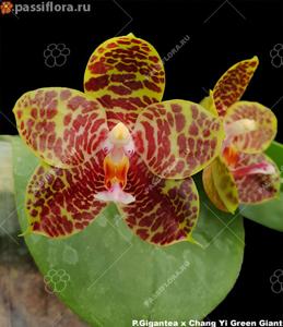 Phalaenopsis LD Gigan Green Giant