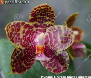 Phalaenopsis LD Gigan Green Giant