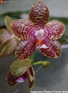 Phalaenopsis LD Gigan Green Giant