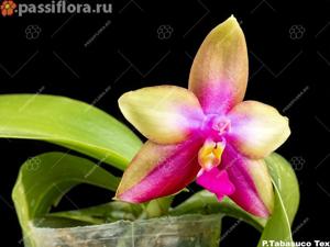 Phalaenopsis Tabasco Tex