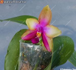 Phalaenopsis Tabasco Tex