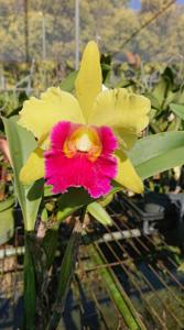 Rhyncholaeliocattleya Maitland