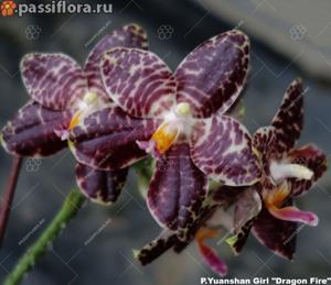 Phalaenopsis Yuanshan Girl