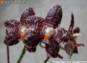 Phalaenopsis Yuanshan Girl