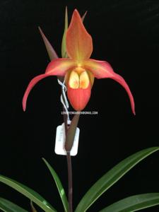 Phragmipedium Nicholle Tower