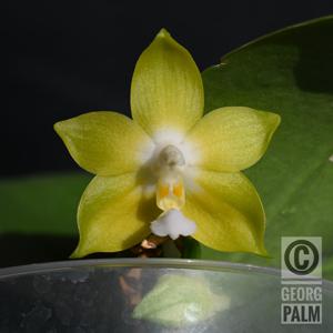 Phalaenopsis KS Pipa