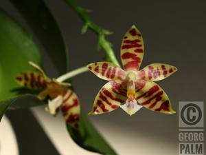 Phalaenopsis Mambo