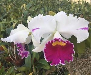 Cattleya Breen's Jenny Ann