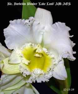 Rhyncholaeliocattleya Burdekin Wonder