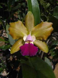 Rhyncholaeliocattleya Chinese Bronze