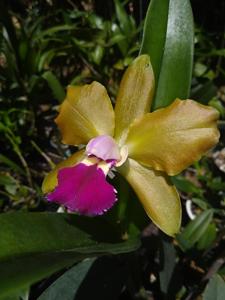 Rhyncholaeliocattleya Chinese Bronze