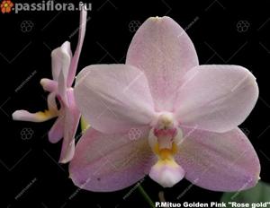 Phalaenopsis Mituo Golden Pink