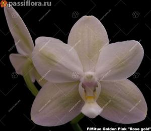 Phalaenopsis Mituo Golden Pink