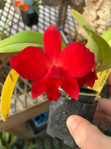 Cattleya Star of Life