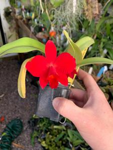 Cattleya Star of Life