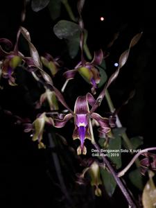 Dendrobium Samnawi Sosweet