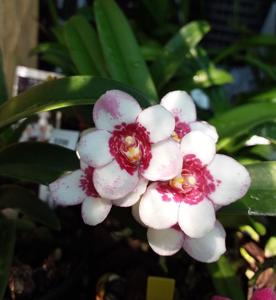 Sarcochilus Kulnura Dragonfly