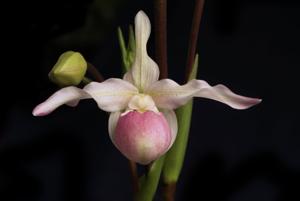 Phragmipedium Sedenii