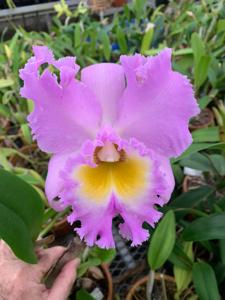 Rhyncholaeliocattleya Pink Debutante