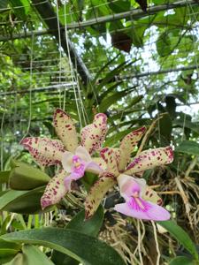 Cattleya Fascelis