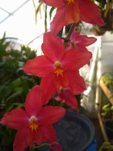 Oncidium Glyndebourne Abigaille