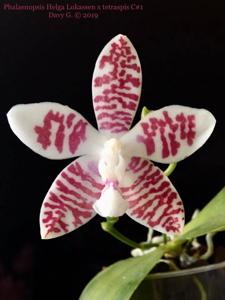 Phalaenopsis Double Shot