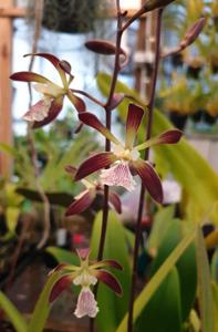 Encyclia Bees' Knees