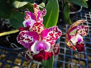 Rhyncholaeliocattleya Da-She Cognac