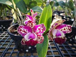 Rhyncholaeliocattleya Da-She Cognac