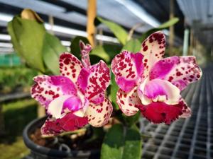 Rhyncholaeliocattleya Da-She Cognac