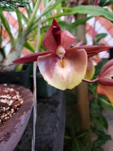 Catasetum Portagee Star