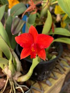 Cattleya Pole-Star