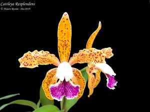 Cattleya Resplendens