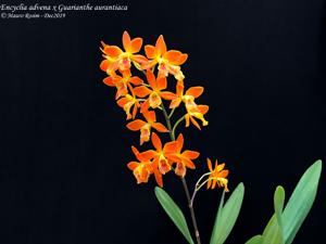 Guaricyclia advena-aurantiaca