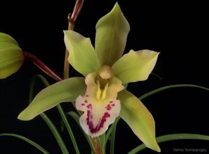 Cymbidium Nagalex