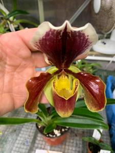 Paphiopedilum Commando