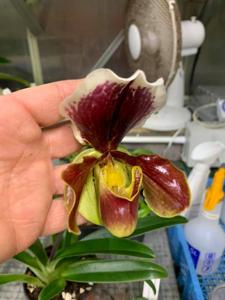 Paphiopedilum Commando