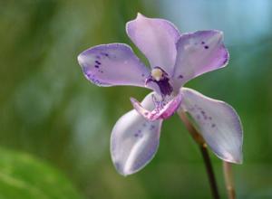 Pabanisia Eva's Blue Amazon