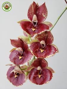 Catasetum Susan Fuchs